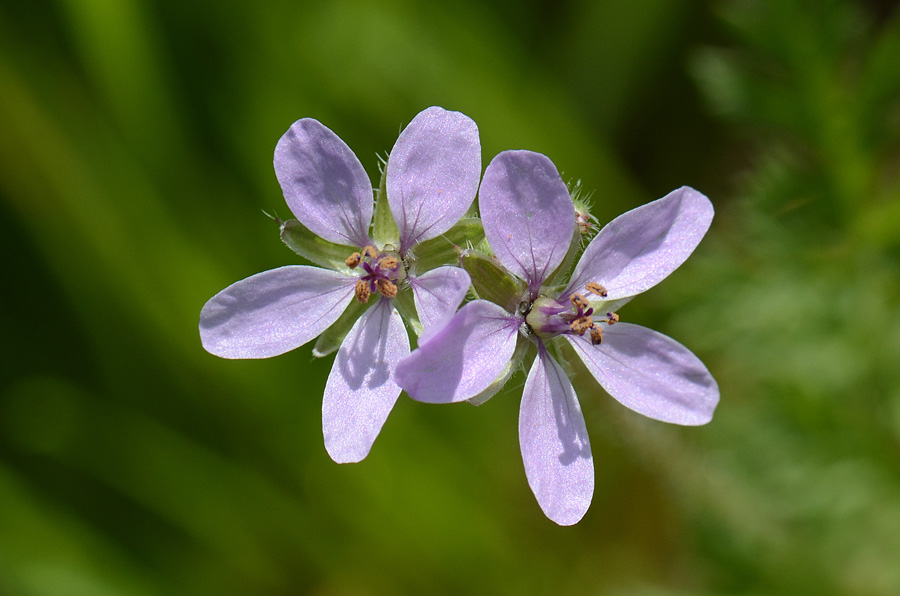 Erodium cicutarium / Becco di Gr comune